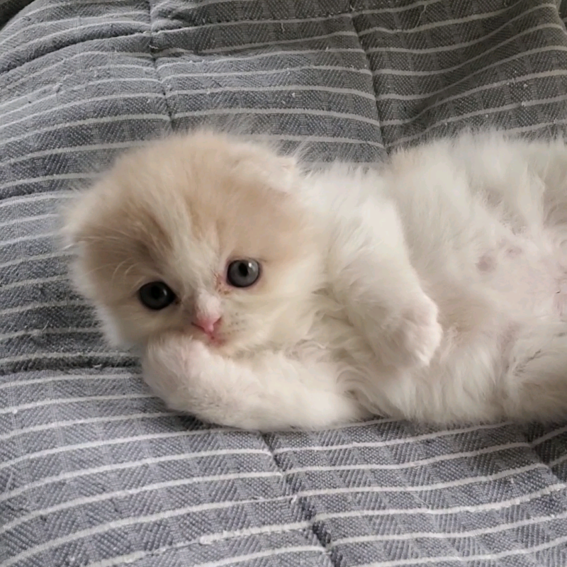 商談中の愛知県のスコティッシュフォールド(折れ耳)-128266の7枚目