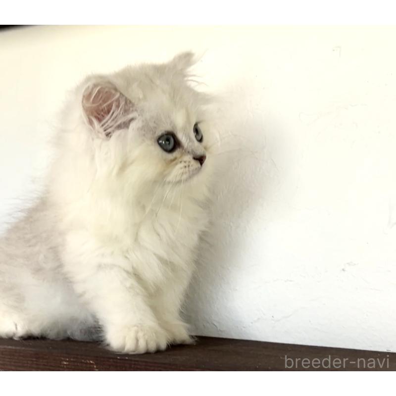 商談中の鹿児島県のペルシャ(チンチラ)-127207の4枚目