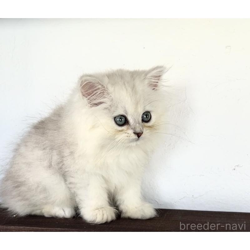 商談中の鹿児島県のペルシャ(チンチラ)-127207の3枚目