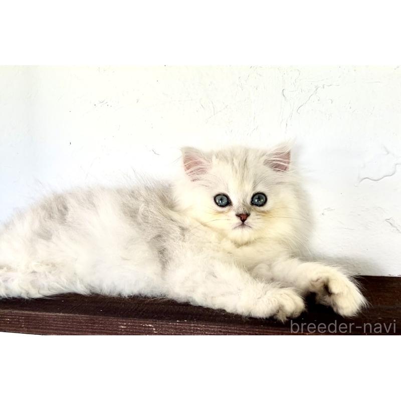 商談中の鹿児島県のペルシャ(チンチラ)-127207の2枚目