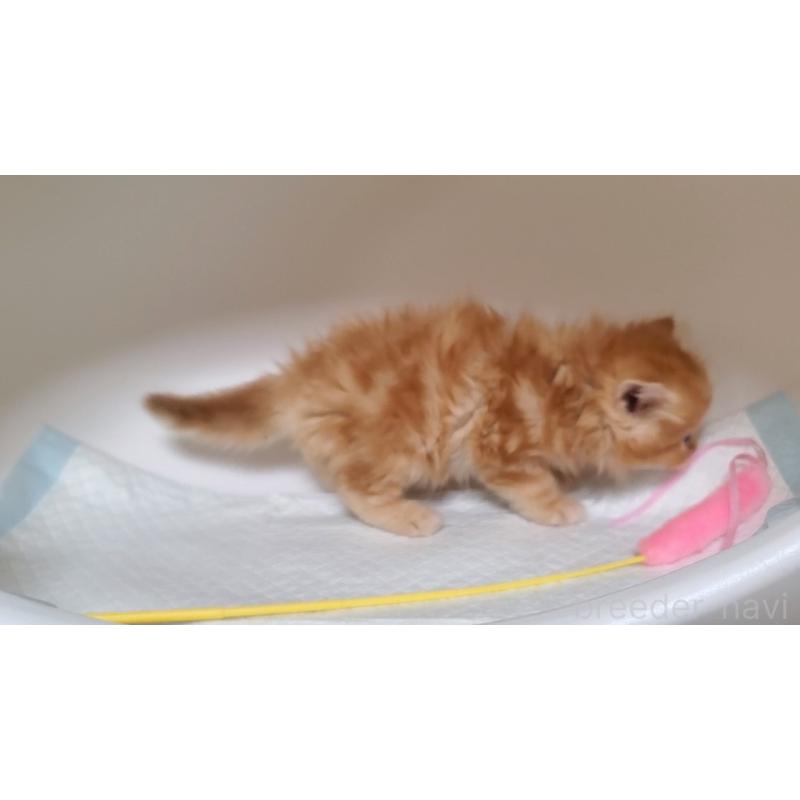 販売中の大阪府のマンチカン-128663の6枚目