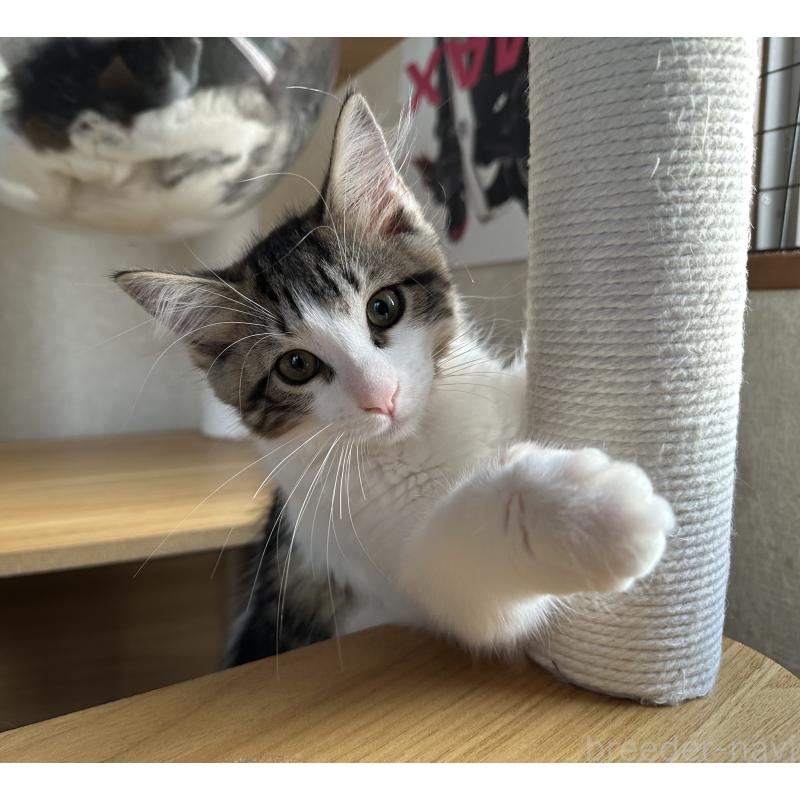 商談中の千葉県のサイベリアン-124833の2枚目