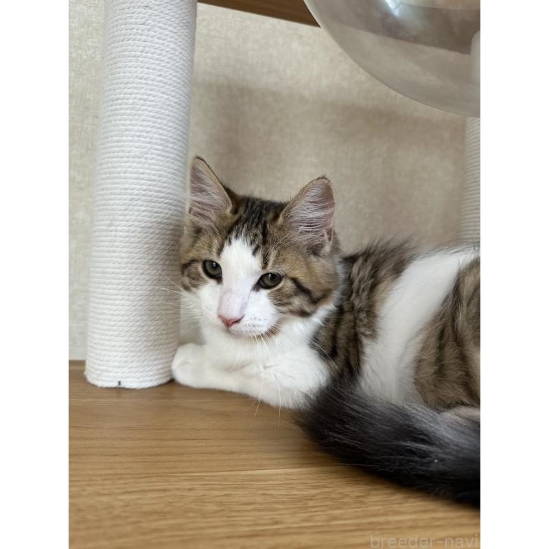 成約済の千葉県のサイベリアン-124835の2枚目