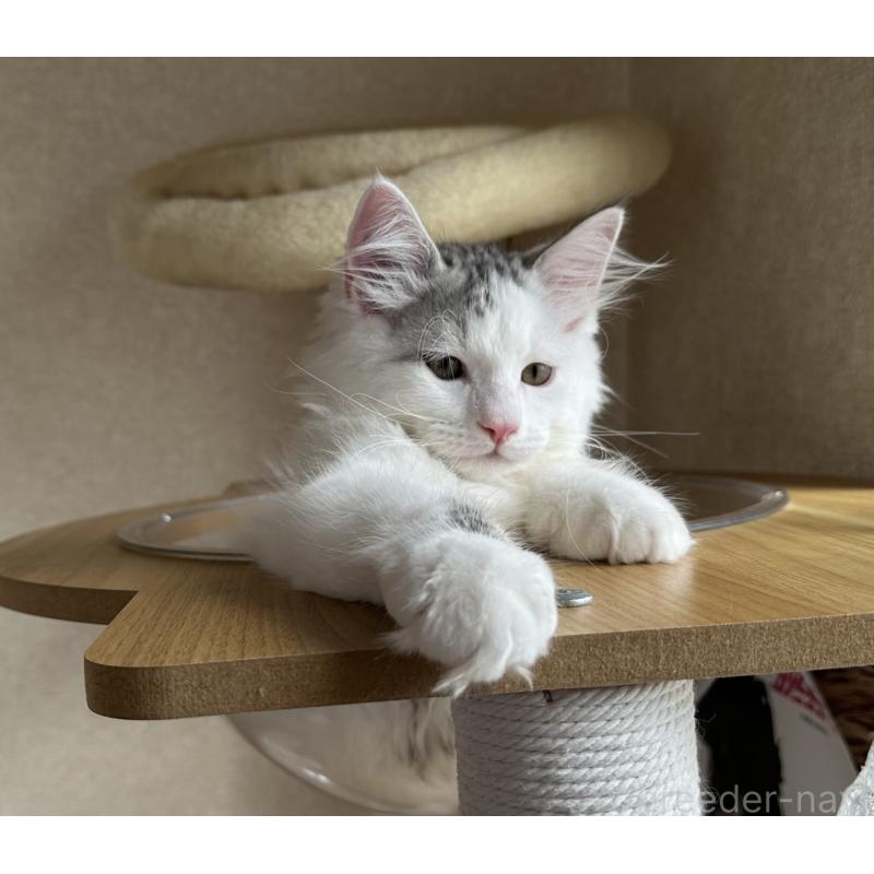 販売中の千葉県のサイベリアン-124836の2枚目