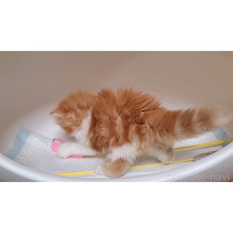販売中の大阪府のマンチカン-128666の7枚目