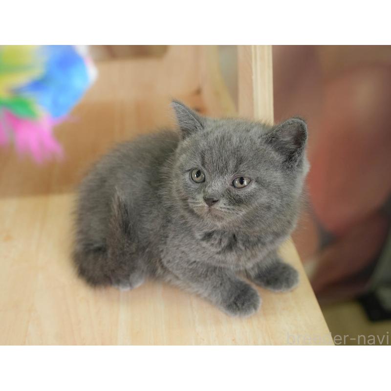 販売中の千葉県のブリティッシュショートヘア-128670の4枚目