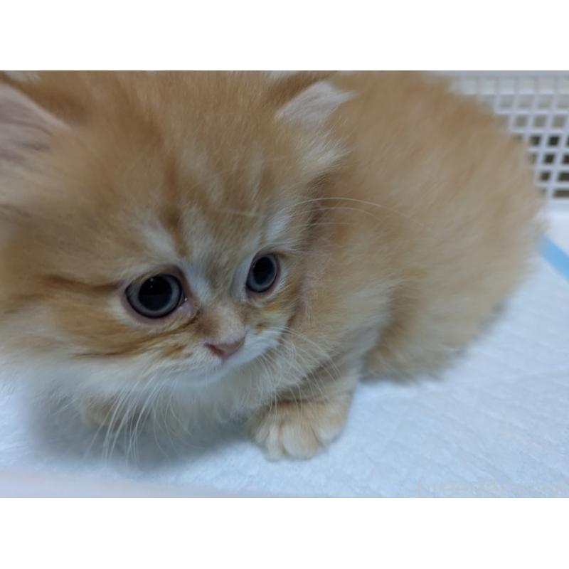 成約済の栃木県のミヌエット(短足)-128526の8枚目