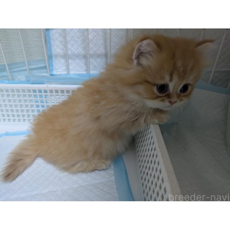 成約済の栃木県のミヌエット(短足)-128526の7枚目