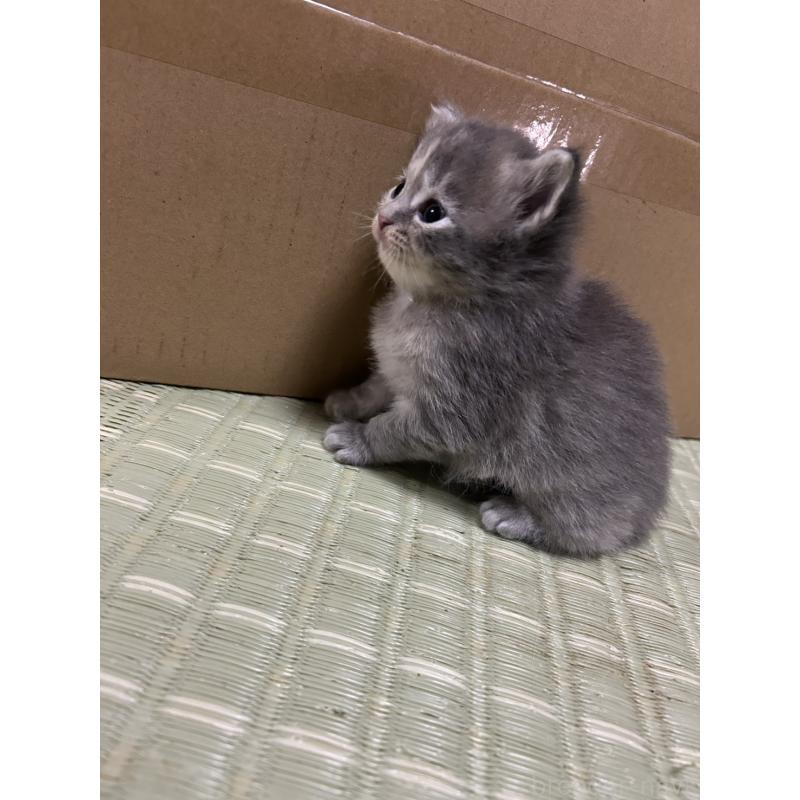 販売中の茨城県のサイベリアン-128672の2枚目