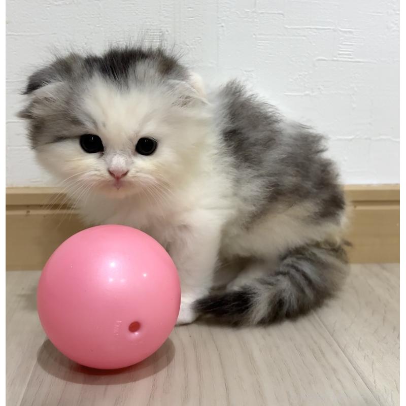 販売中の愛知県のスコティッシュフォールド(折れ耳)-128673の9枚目