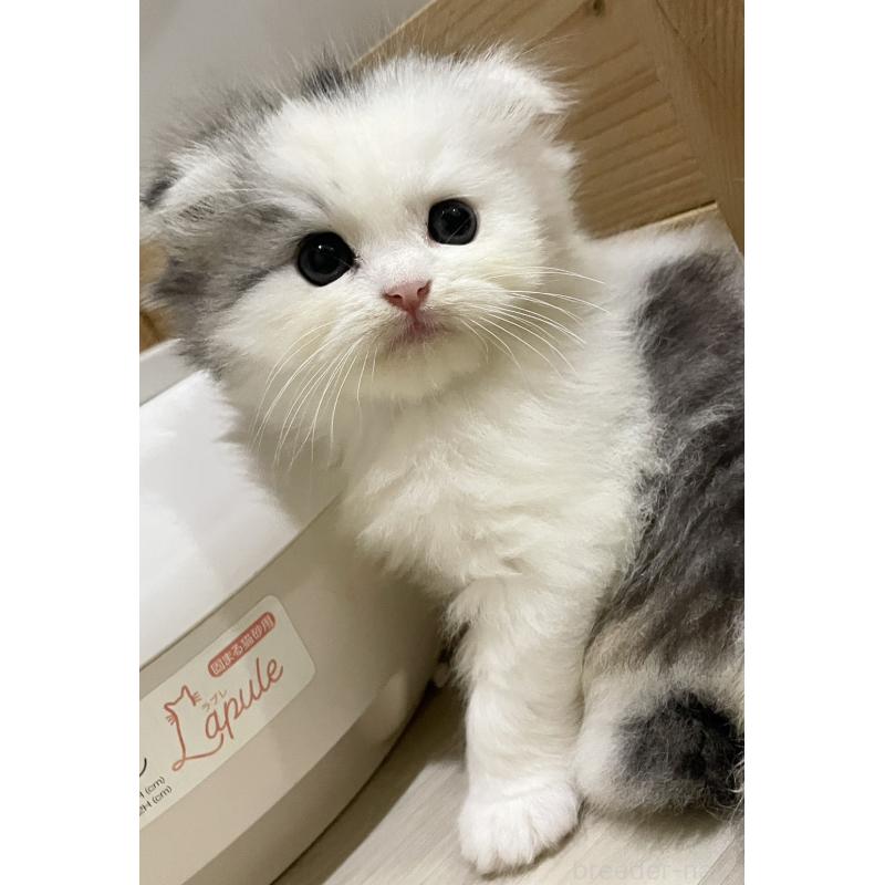 販売中の愛知県のスコティッシュフォールド(折れ耳)-128673の6枚目