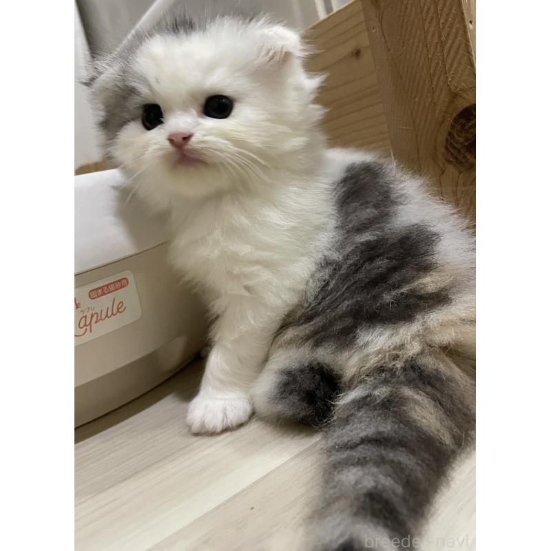 販売中の愛知県のスコティッシュフォールド(折れ耳)-128673の5枚目