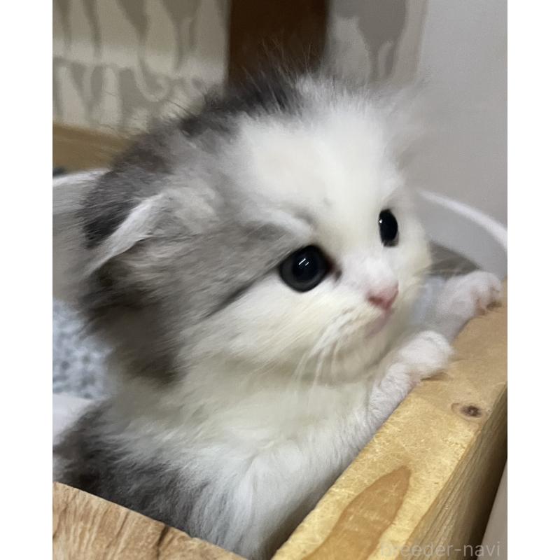 販売中の愛知県のスコティッシュフォールド(折れ耳)-128673の3枚目