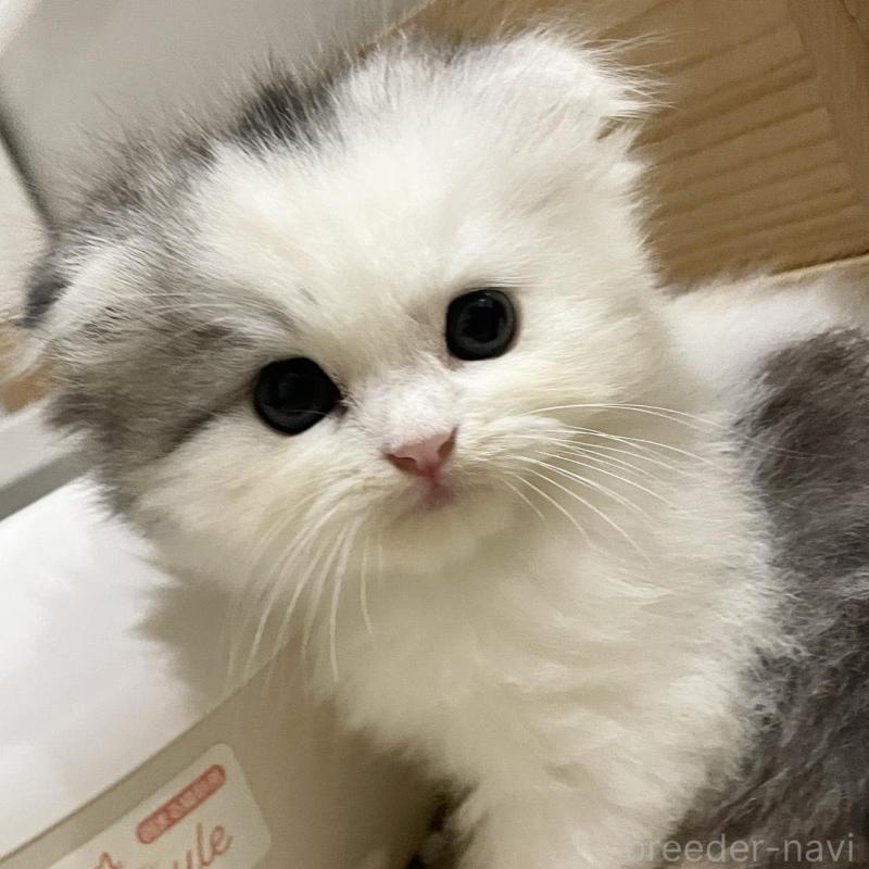 販売中の愛知県のスコティッシュフォールド(折れ耳)-128673の1枚目