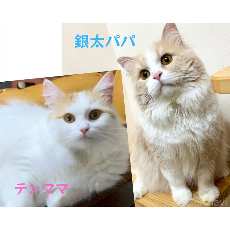 販売中の岐阜県のマンチカン-128679の2枚目