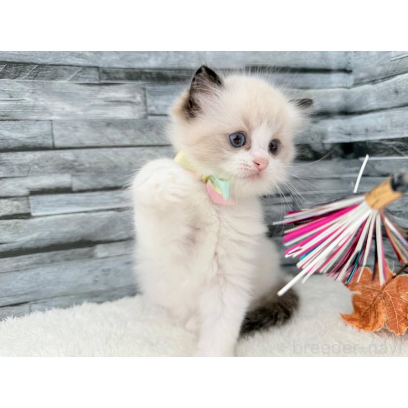 販売中の茨城県のラグドール-128682の5枚目