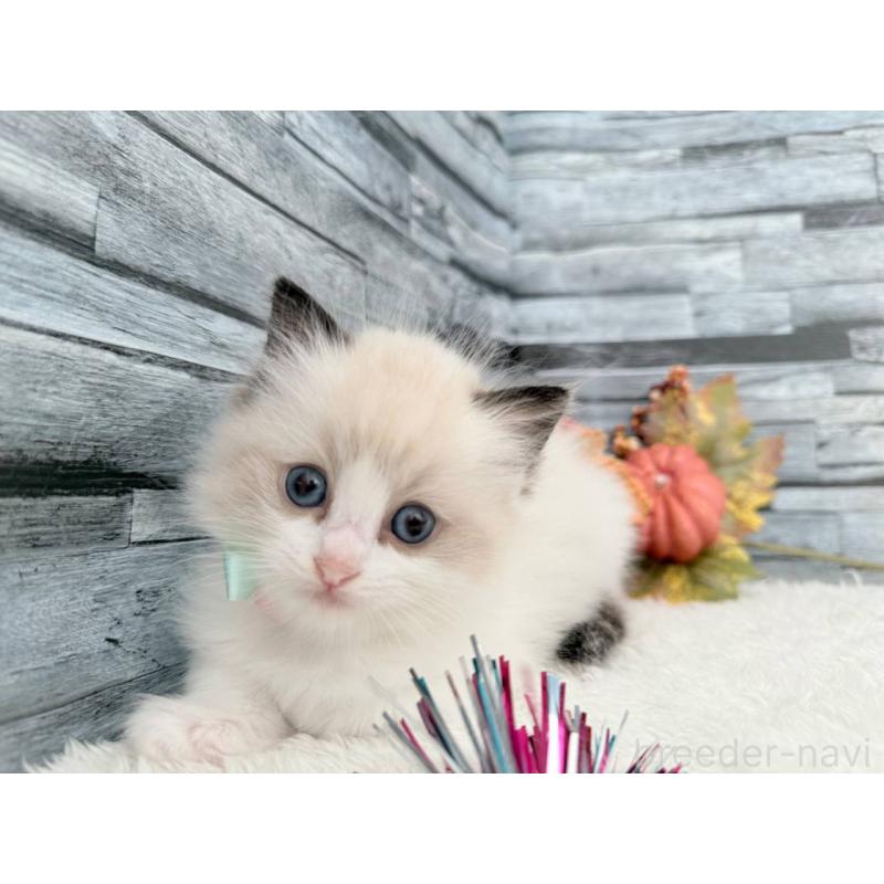 販売中の茨城県のラグドール-128682の4枚目