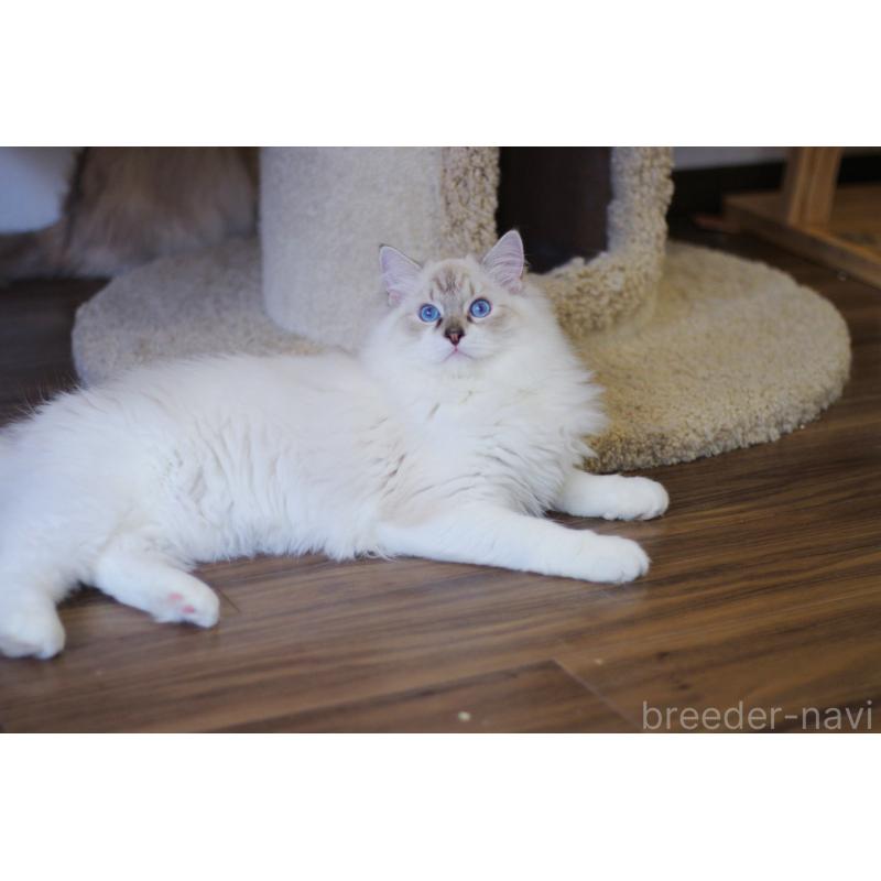 販売中の大阪府のラグドール-127775の5枚目