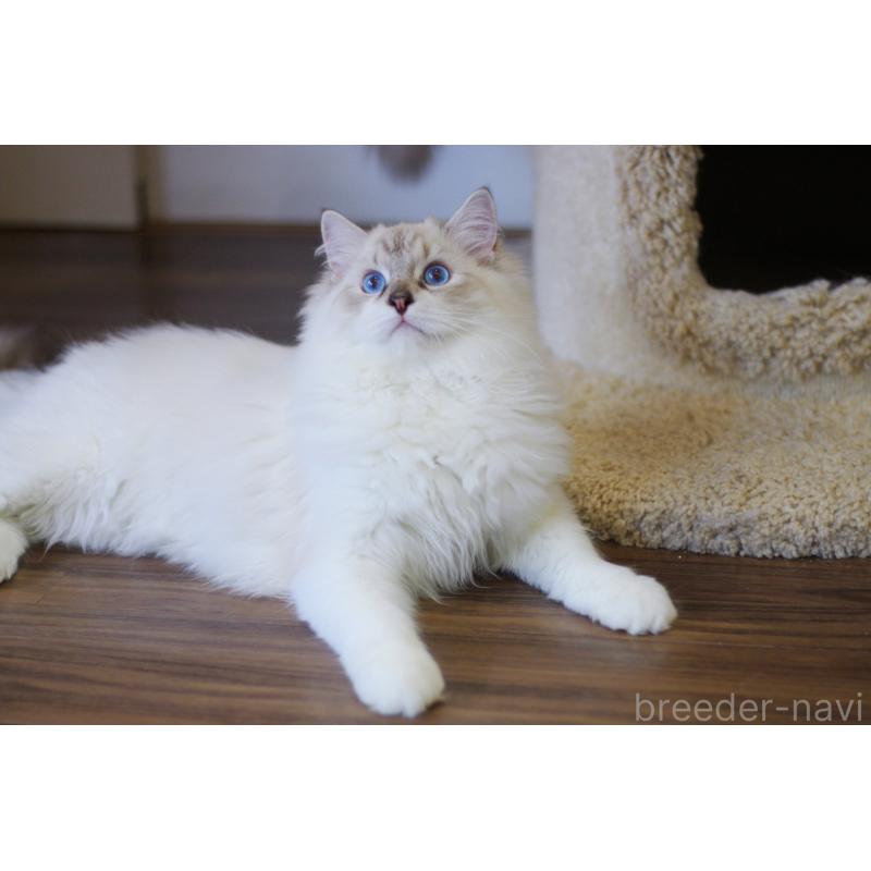 販売中の大阪府のラグドール-127775の4枚目