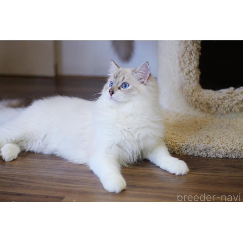 販売中の大阪府のラグドール-127775の3枚目