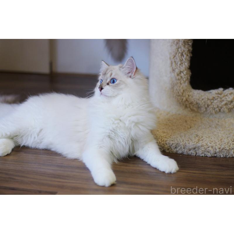 販売中の大阪府のラグドール-127775の2枚目