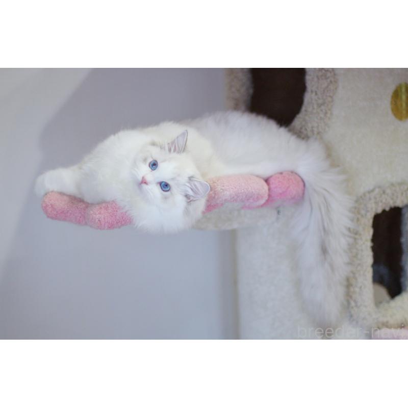 販売中の大阪府のラグドール-127774の6枚目