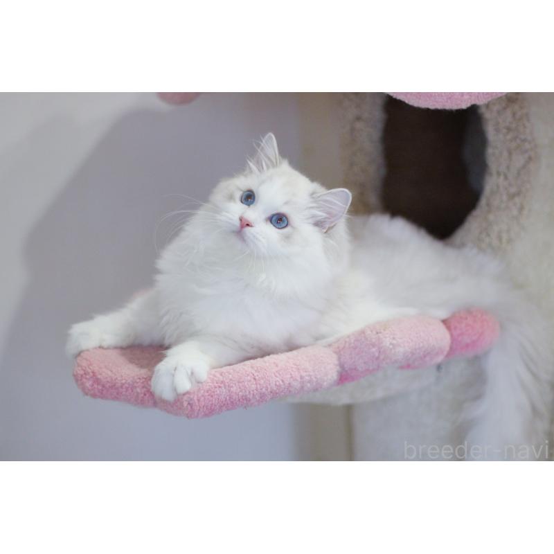 販売中の大阪府のラグドール-127774の5枚目