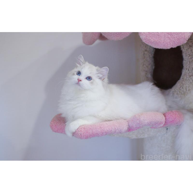 販売中の大阪府のラグドール-127774の4枚目