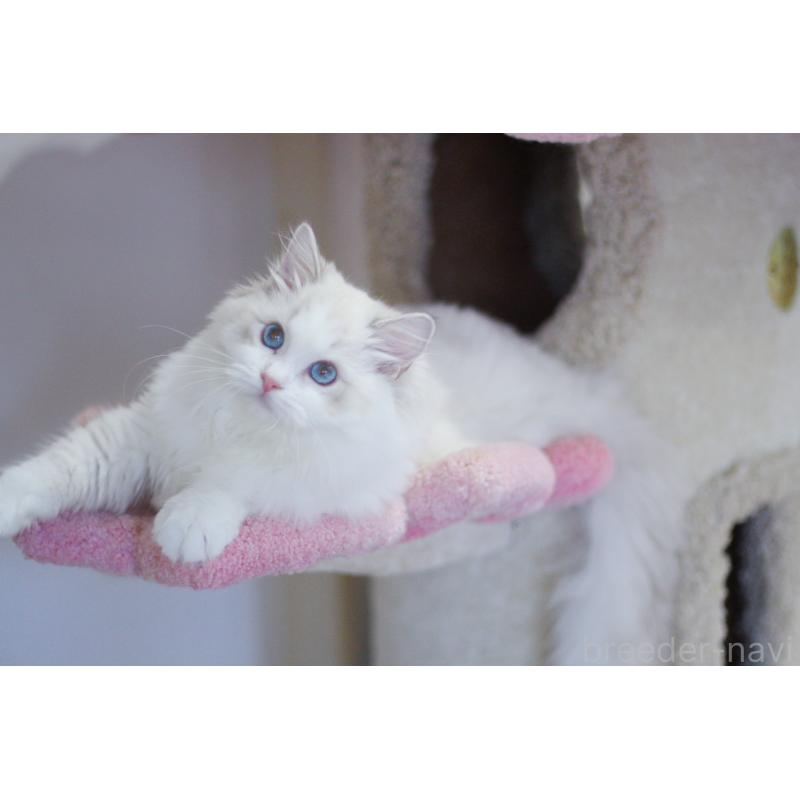 販売中の大阪府のラグドール-127774の3枚目