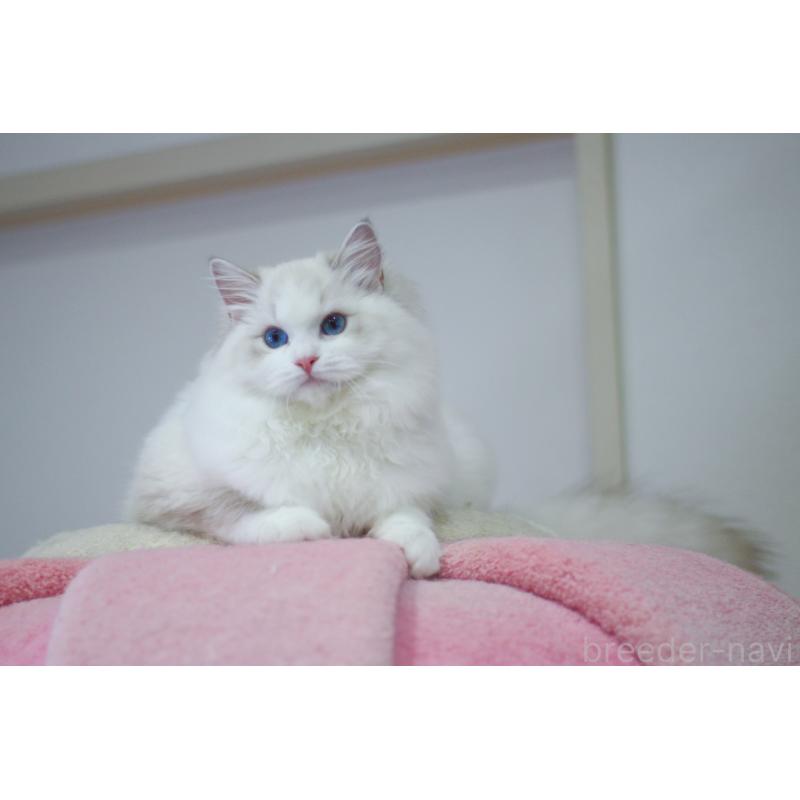 販売中の大阪府のラグドール-127774の2枚目