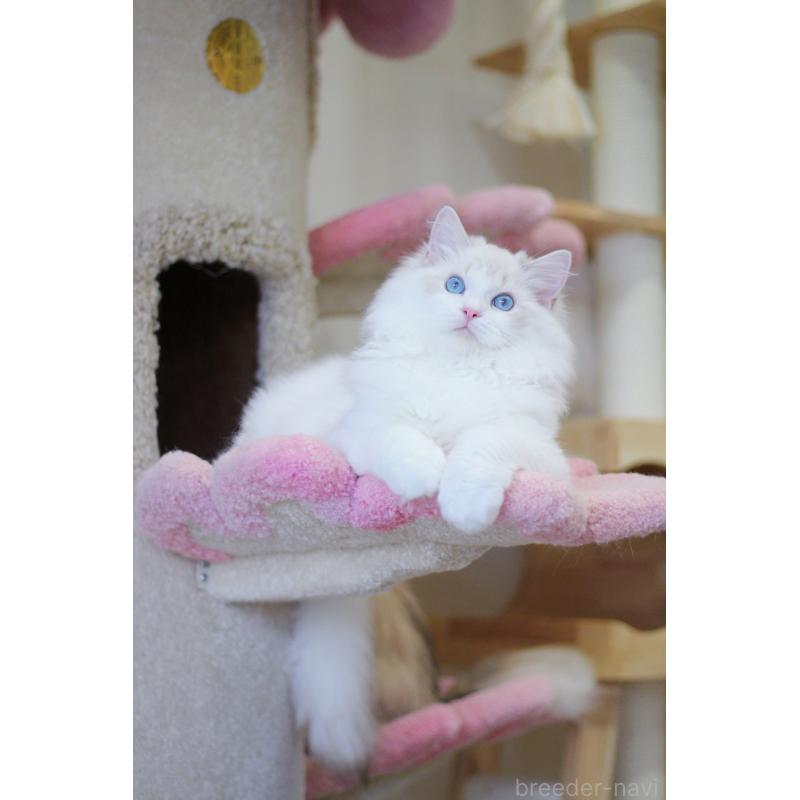 販売中の大阪府のラグドール-127773の8枚目