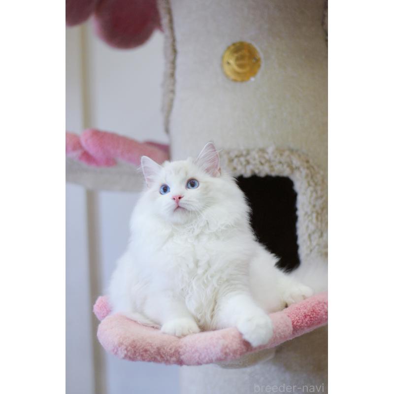 販売中の大阪府のラグドール-127773の7枚目