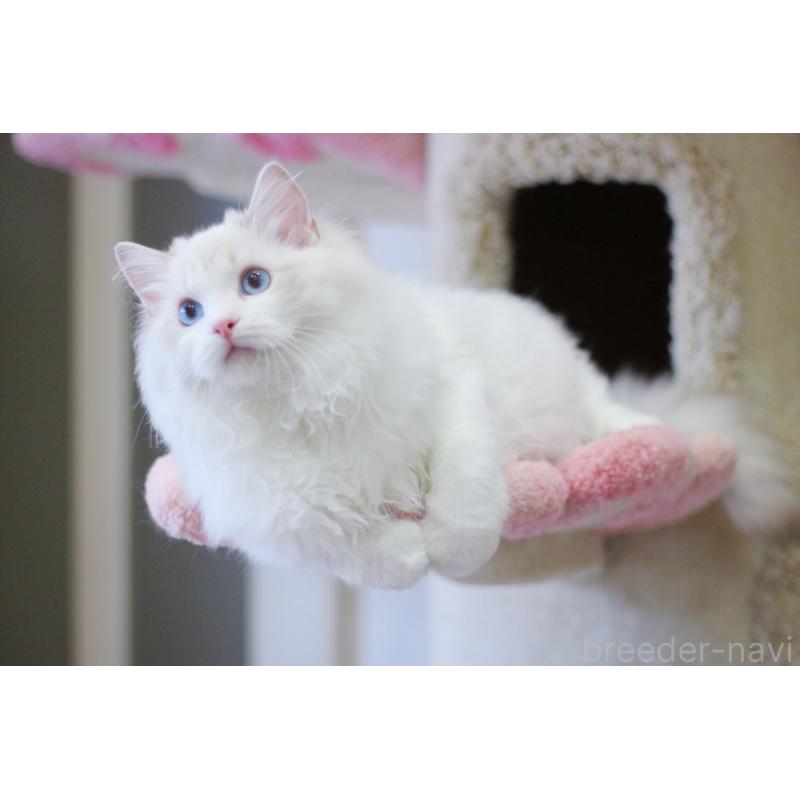 販売中の大阪府のラグドール-127773の6枚目