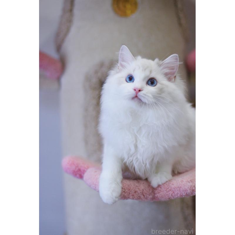 販売中の大阪府のラグドール-127773の5枚目