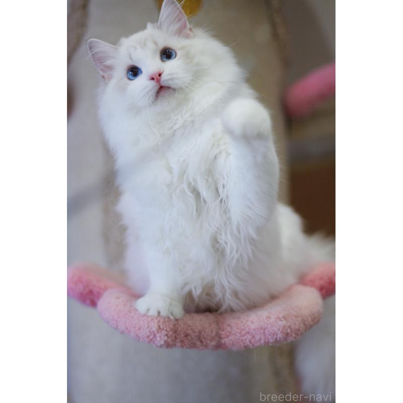 販売中の大阪府のラグドール-127773の4枚目