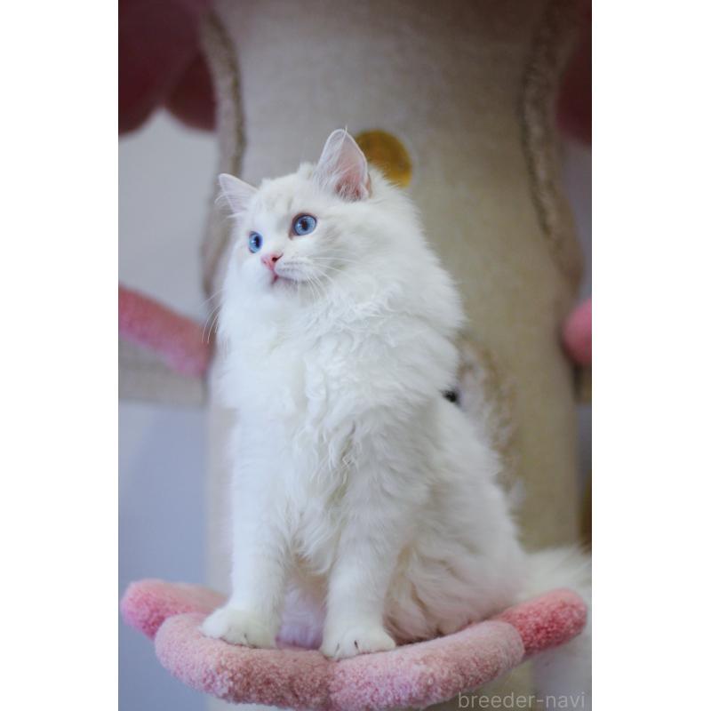 販売中の大阪府のラグドール-127773の3枚目