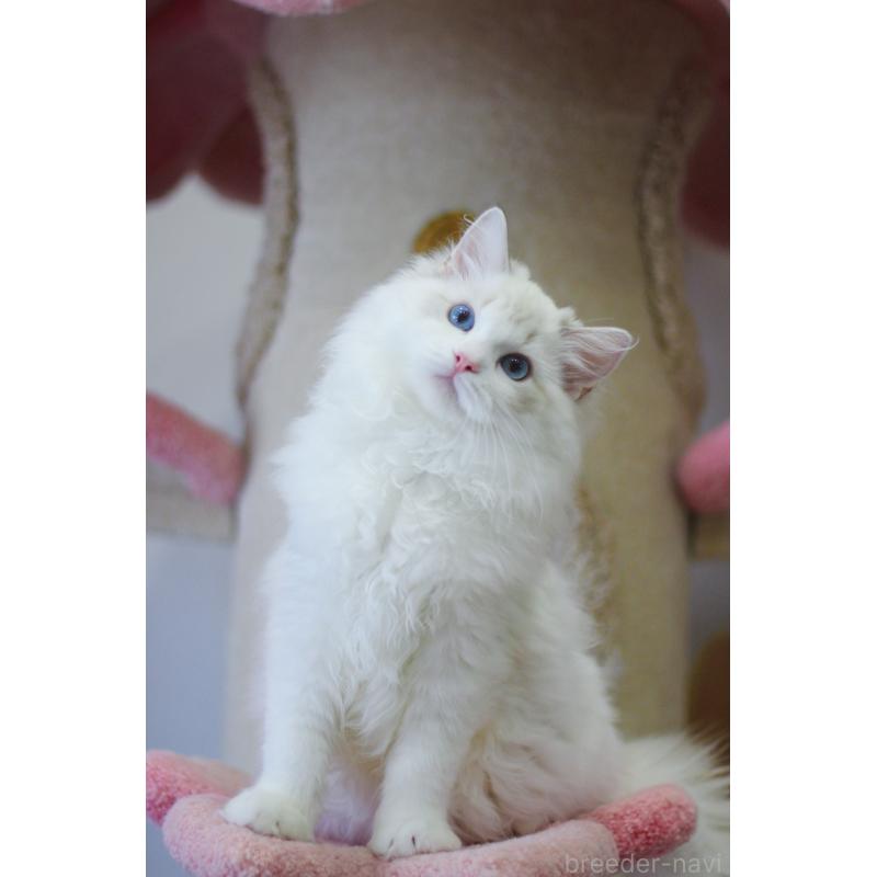 販売中の大阪府のラグドール-127773の2枚目