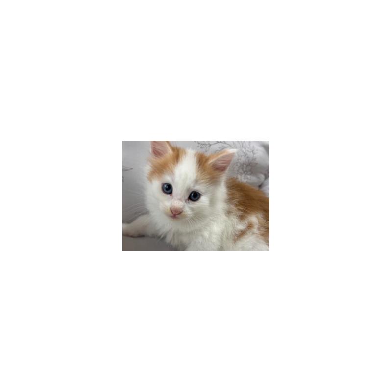 販売中の香川県のノルウェージャンフォレストキャット-128698の3枚目