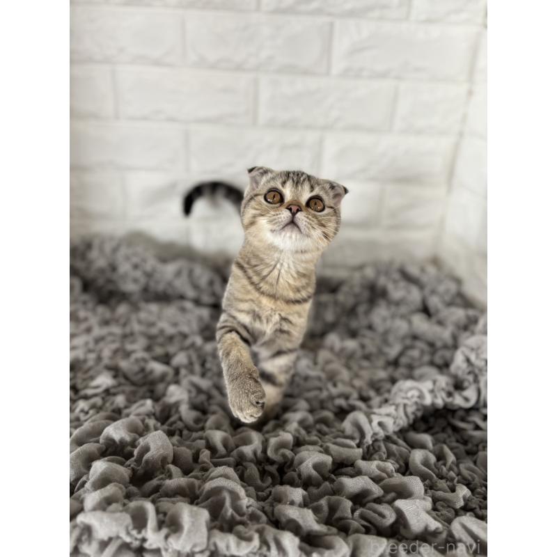 成約済の岡山県のスコティッシュフォールド-125346の5枚目