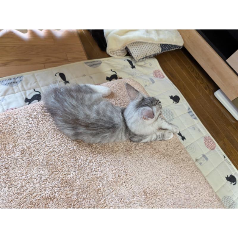 成約済の岡山県のメインクーン-126475の6枚目