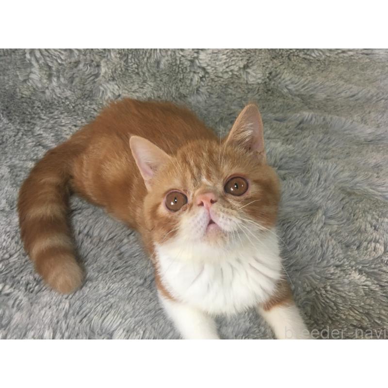 販売中の神奈川県のエキゾチックショートヘア-124756の3枚目