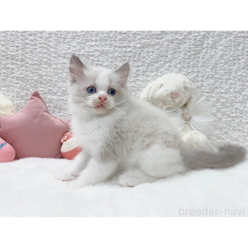 販売中の大阪府のラグドール-128079の3枚目