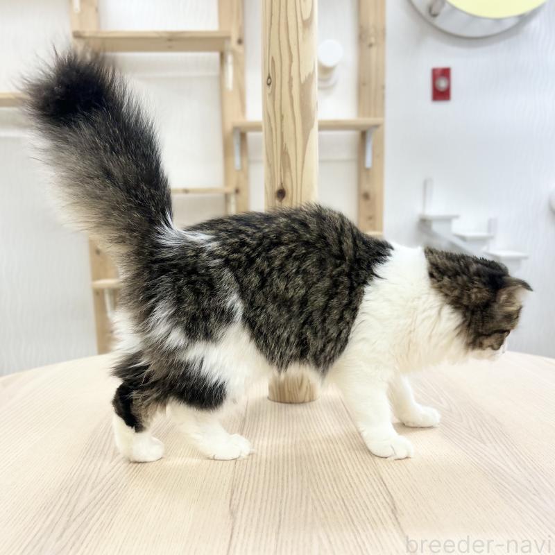 販売中の神奈川県のスコティッシュフォールド(折れ耳)-115151の4枚目
