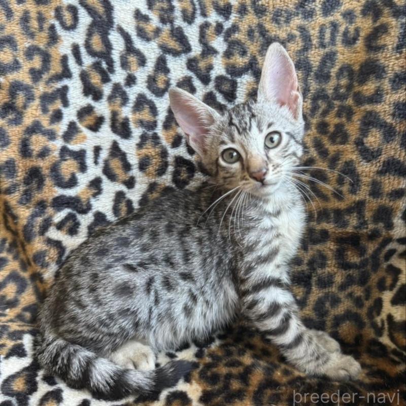 販売中の愛知県のサバンナキャット-128734の1枚目