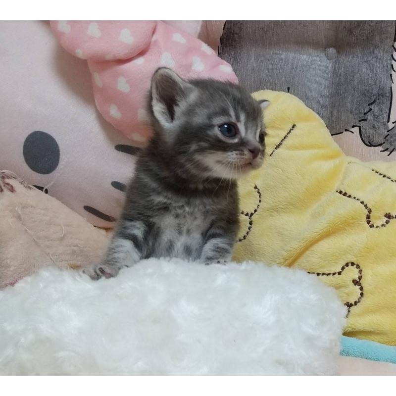 販売中の埼玉県のアメリカンショートヘア-128736の4枚目