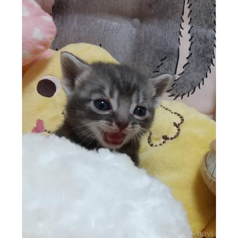 販売中の埼玉県のアメリカンショートヘア-128736の2枚目