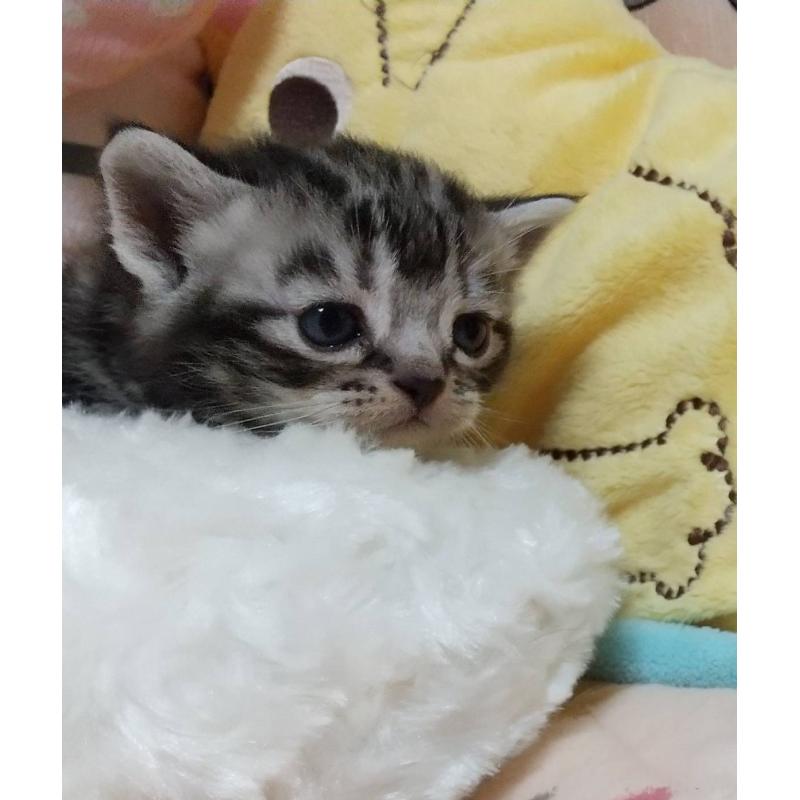 販売中の埼玉県のアメリカンショートヘア-128737の3枚目