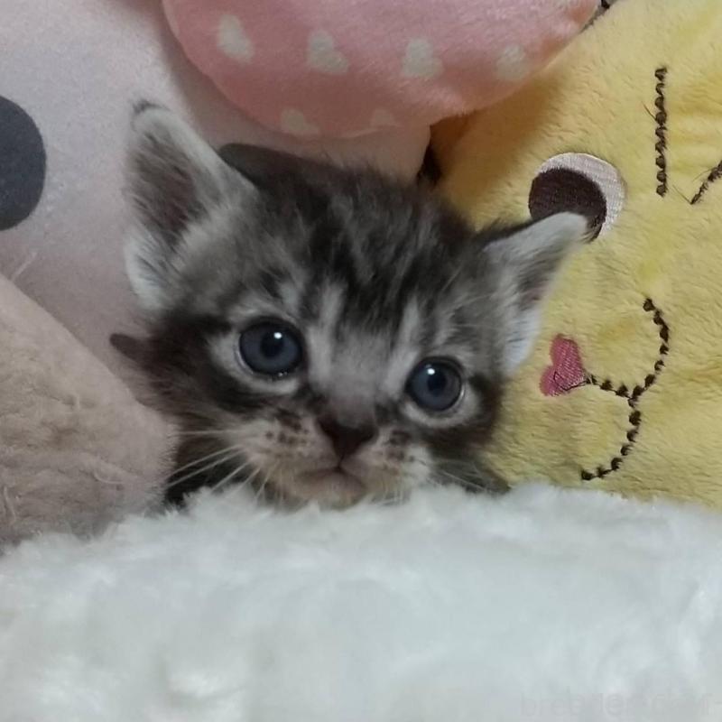 販売中の埼玉県のアメリカンショートヘア-128738