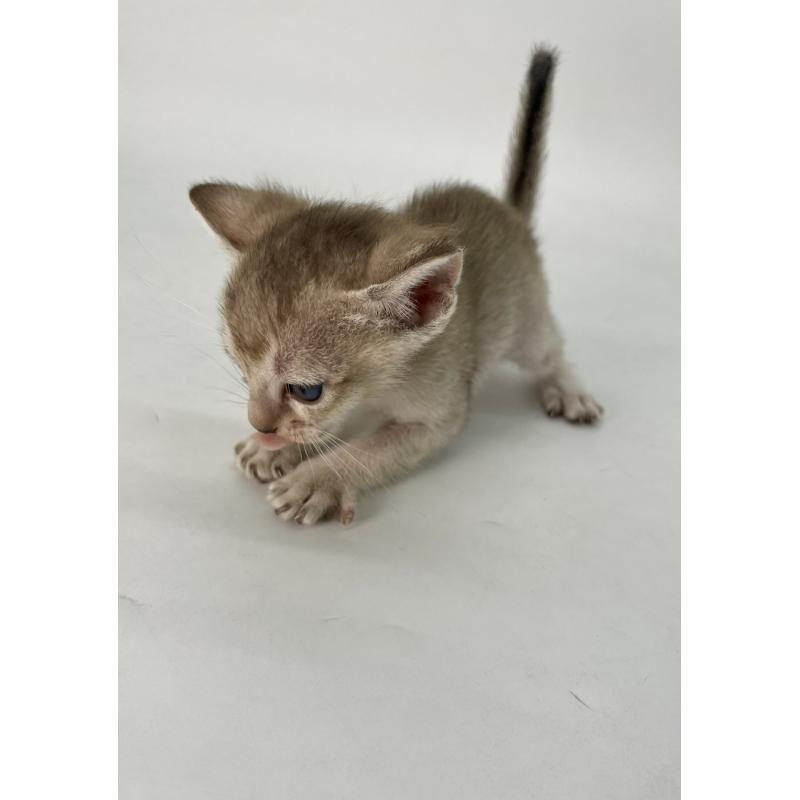 販売中の千葉県のシンガプーラ-128742の7枚目