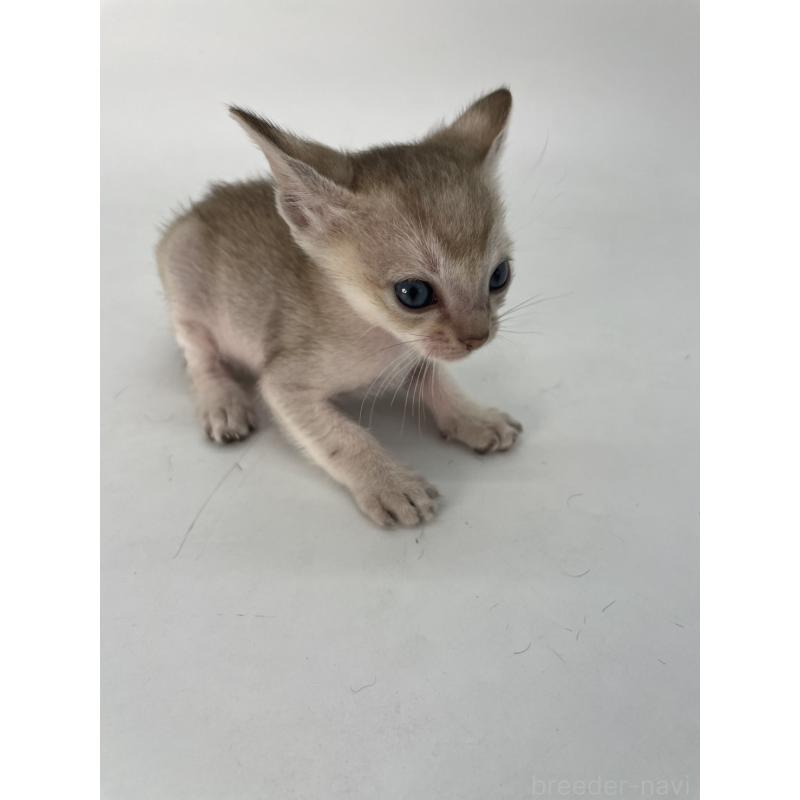 販売中の千葉県のシンガプーラ-128743の8枚目